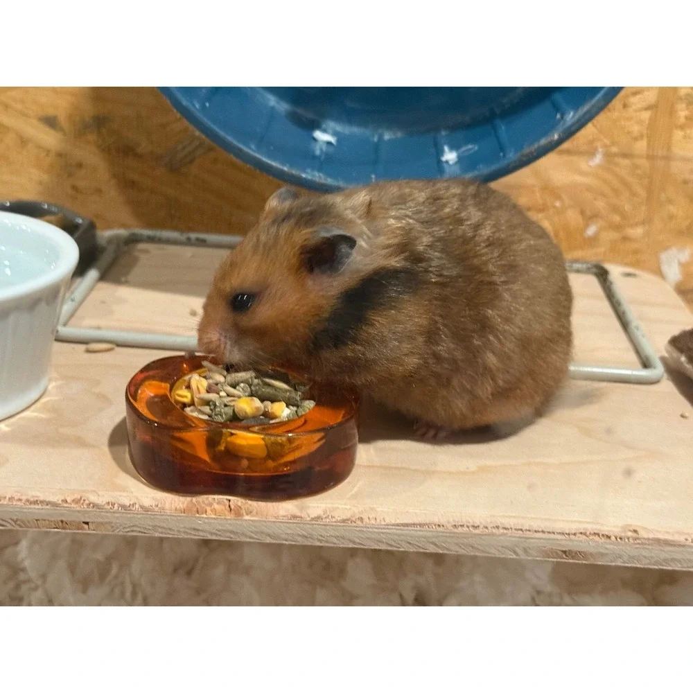 Handmade Wooden Small Animal Platform Elevated Hamster Cage Stand Natural Wood